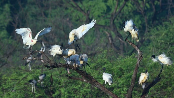 கருங்கல் தலை இபிஸ் என்பது கொல்லுகுடிப்பட்டியில் உள்ள ஒரு பறவை இனமாகும். | சிறப்பு ஏற்பாட்டின் மூலம்