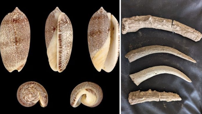 தமிழ்நாட்டில் உள்ள மூலப்பாளையம் அகழாய்வுத் தளத்தில் கண்டெடுக்கப்பட்ட கடல் சிப்பி நகைகள் (இடதுபுறம்) மற்றும் மெருகூட்டப்பட்ட மான் கொம்புகள் (வலதுபுறம்) | புகைப்படம்: சிறப்பு ஏற்பாட்டின்படி